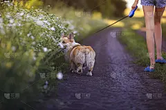 在一个温暖的夏日里，一个穿着短裤、长腿的小女孩和一只可爱的柯基犬沿着乡间小路，漫步在田野和鲜花之间