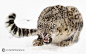 bigcatphotos UK在 500px 上的照片Grumpy in the snow!