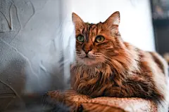 点击来源直接获取大图文件 |一只迷人可爱的家猫的特写肖像，绿眼睛和模糊背景