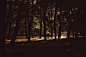 nature walking forest trees