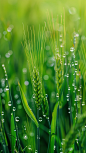草地有雨水的草地素材图