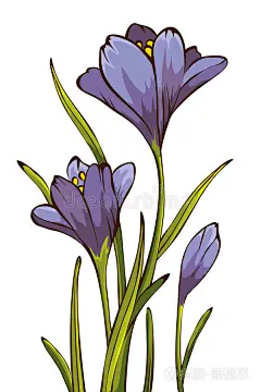 番红花插画-正版商用图片0jbn8b-摄图新视界