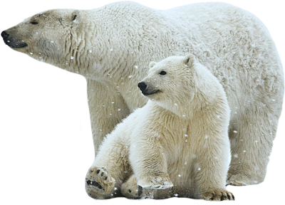 北极熊PNG