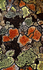 Lichen