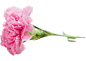 康乃馨 粉色花 一枝花 花朵 花卉 PNG免扣素材 透明图