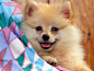 dogs - Wallpaper (#1111582) / Wallbase.cc