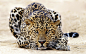 高清晰猫科动物壁纸-老虎-狮子-豹子---酷图编号936033