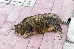 点击来源直接获取大图文件 |胖懒猫