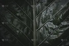 露珠在热带树叶上，暗色调背景