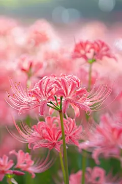 姹紫嫣红的曼珠沙华彼岸花摄影图片