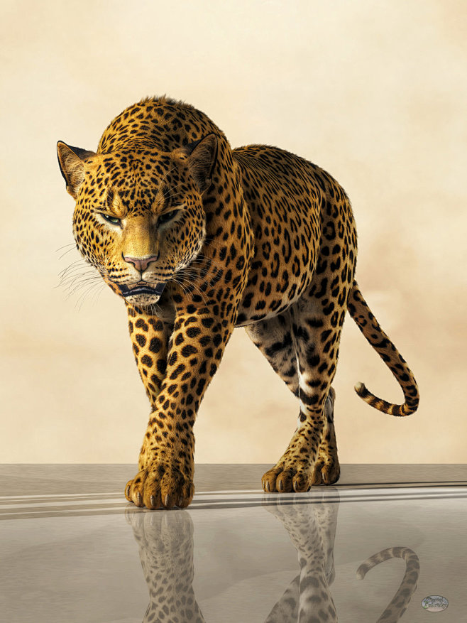 leopardbydeskridge