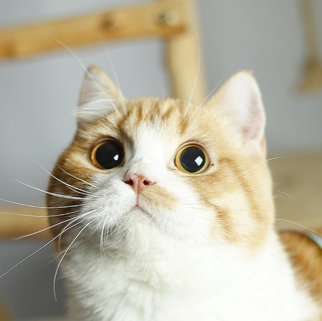 橘猫超清头像 蜜橘色加白曼基康矮脚短腿猫 苏州夜猫原创拍摄。