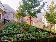 王坨坨坨采集到地产植物配置