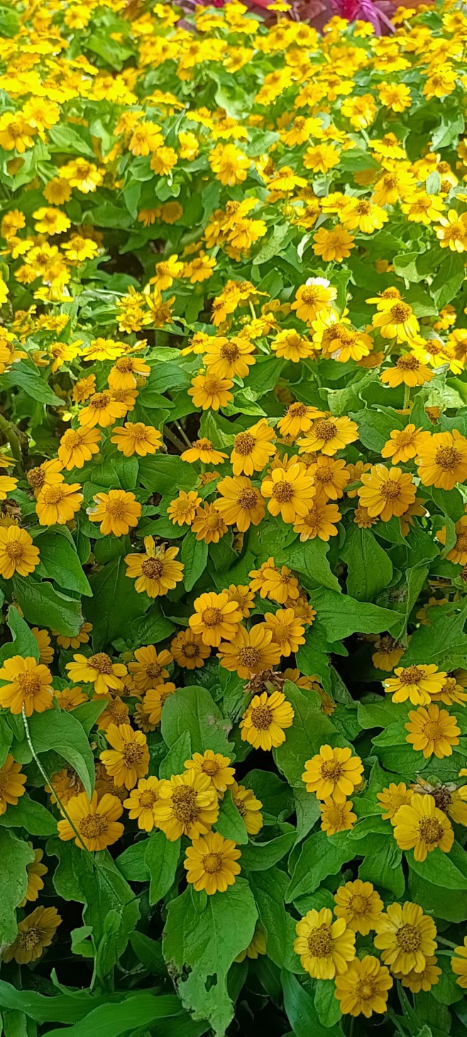 皇帝菊