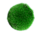 3D 球状 绿藻植物