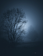 ethereal finland forest trees mist fog blue toned monochrome glow mood atmosphere
