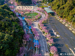 刘小二的2采集到花树林植物