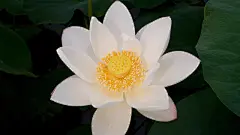 荷花_莲花_水华_水芝_荷花飘香_芙蕖_水芙蓉_Flickr壁纸_摇曳荷花_桌面壁纸_爱壁纸HD