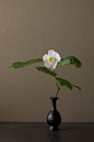 2011年6月23日（木）
南国の美女を思わせる花です。
花＝夏蝋梅（ナツロウバイ）
器＝古銅請来形華瓶（鎌倉時代）