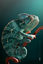 teal chameleon