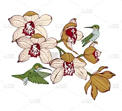 orchids and hummingbirds composition for design