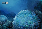 WWF海洋保护运动：海纳百川，但不包括垃圾和废弃物 广告招贴--创意图库 #采集大赛#