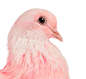 野生动物,影棚拍摄,褐色眼睛,动物躯体的组成部分,动物头_163591986_Close-up of a Pink Dove_创意图片_Getty Images China