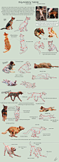 Dog Anatomy Tutorial 3 by SleepingDeadGirl.deviantart.com ✤ || CHARACTER DESIGN REFERENCES | 解剖 •  علم التشريح • анатомия • 解剖学 • anatómia • एनाटॉमी • ανατομία • 해부 • Find more at https://www.facebook.com/CharacterDesignReferences  http://www.pinterest.co