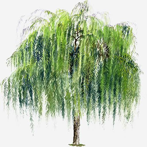 垂柳高清素材 垂柳 垂柳树 夏天 手绘垂...