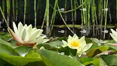 荷花 美丽的花朵 花壁纸 水 性质 花 湖 在绽放 花卉背景