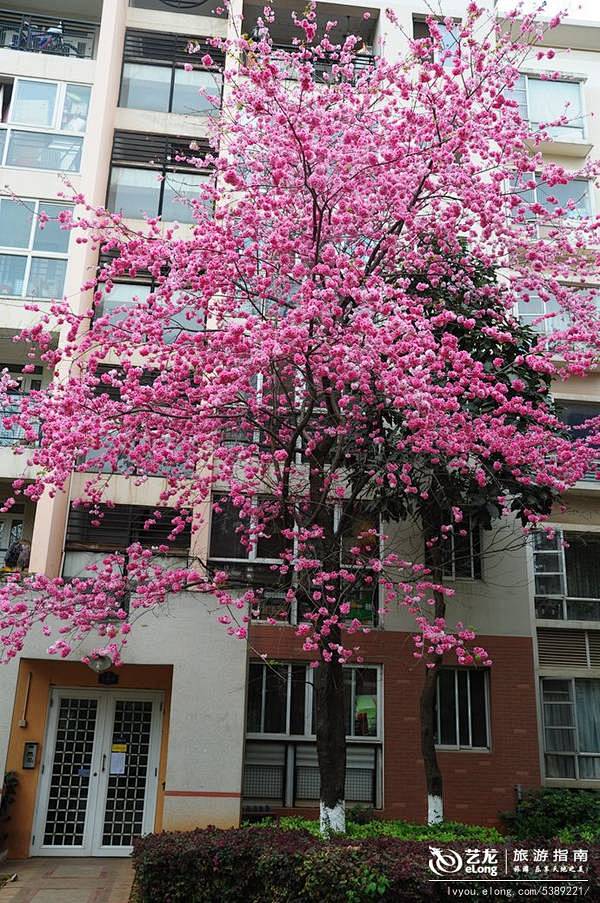春城樱花盛开, 云云南南007旅游攻略 ...
