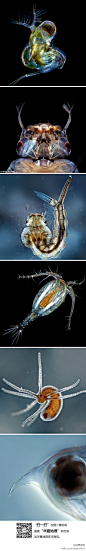 异形来袭:据英国每日邮报报道，喜好摄影的海洋生物学家丹尼尔-斯图宾(Daniel Stoupin)拍摄了微型海洋生物的微距照片，它们几乎是完全透明的。这些照片微距呈现了从海洋植物至水蚤和蚊子的近距照片，甚至很难分辨出它们的真实模样。<a class="text-meta meta-link" rel="nofollow" href="<a class="text-meta meta-link" rel="nofol