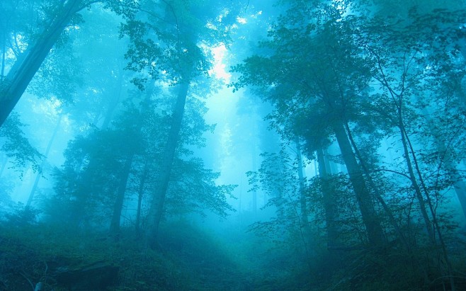 背-幻想-迷雾森林