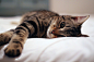 猫的姿态