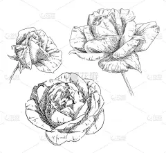 手绘月季花