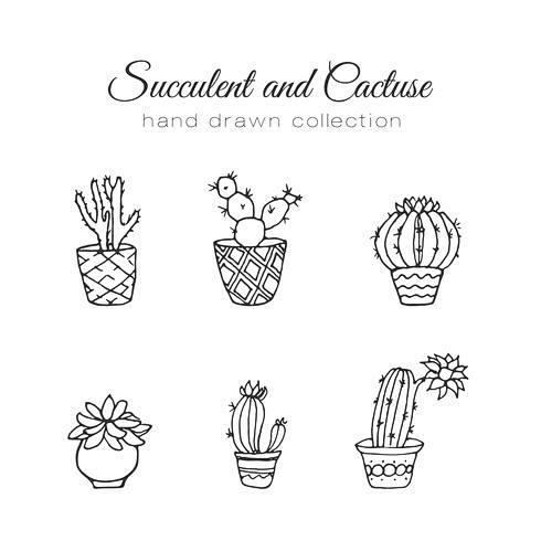 Cactus illustration....