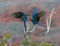 ABC Bird of the Week:  Lear&#;8217s MacawLear&#;8217s Macaw of #Brazil has bounced back from a few dozen at the species&#;8217 low point to about 1,300 today&#8230;A flock of Lear&#8217;s Macaws makes a colorful, noisy splash of blue  