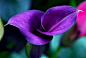 马蹄莲，(学名:Zantedeschia aethiopica)是天南星科、马蹄莲属多年生粗壮草本。具块茎，并容易分蘖形成丛生植物。叶基生，叶下部具鞘；叶片较厚，绿色，心状箭形或箭形，先端锐尖、渐尖或具尾状尖头，基部心形或戟形。喜疏松肥沃、腐殖质丰富的粘壤土。 