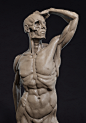 Ecorche, OleO