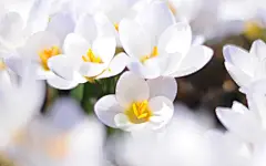 高清微距清新鲜花摄影桌面壁纸桌面壁纸2