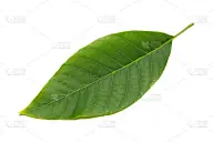 叶子,自然,水平画幅,秧苗,无人,符号,抽象,特写,植物茎,植物