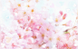 鲜花背景壁纸1920X1200(第50张)