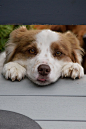 Australian Shepherd Puppies (25 Cute and Cuddly Pups) - Talk to Dogs