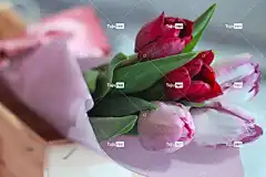 情人节 情人节那天 礼物 当下 郁金香 束 花束 高清壁纸