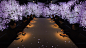 TeamLab Creates Interactive Restaurant Experience in Tokyo