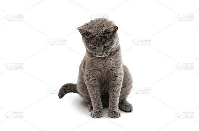 英国短毛灰猫孤立