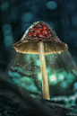 Tomas Simoncik在 500px 上的照片Magical Toadstool