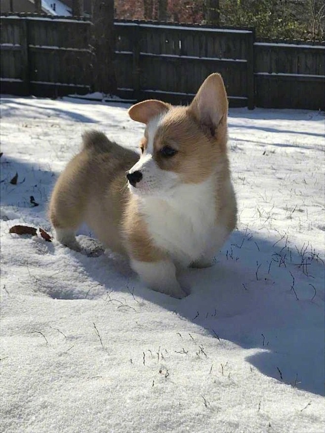 柯基宝宝第一次见到雪，扑腾着小短腿，还想...