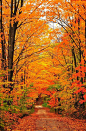 ✯ Autumn Tunnel of Trees: 