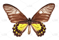 鸟翼蝶,马来西亚人,自然,水平画幅,新加坡,蝴蝶,白色背景,动物身体部位,翅膀,背景分离